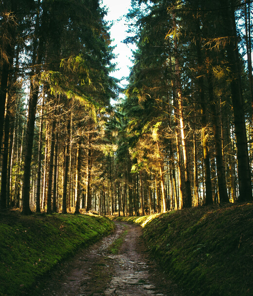 Door de bomen het bos niet zien, gebruik (een) Atlas om je weg terug te vinden